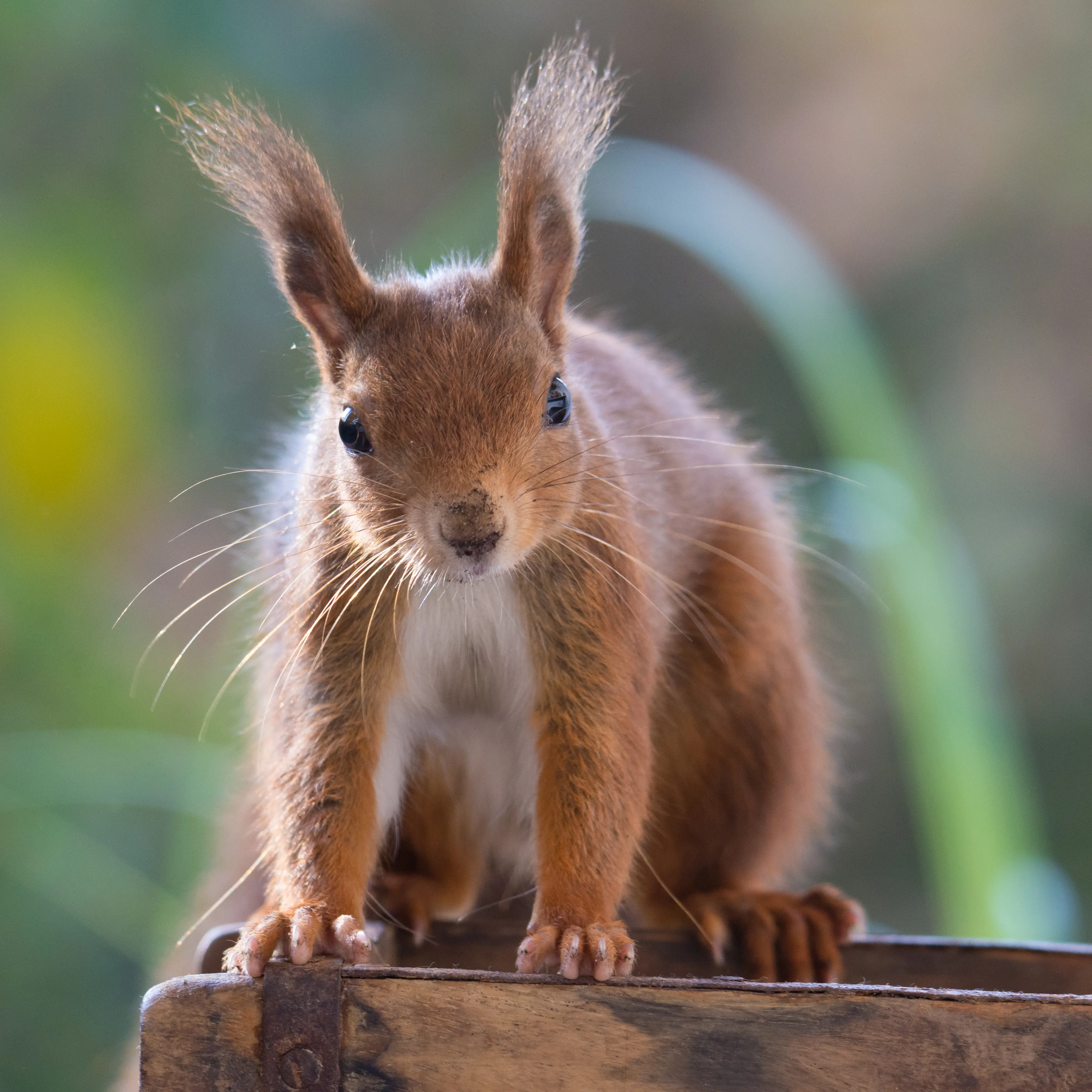 Eichhörnchen Squirrel